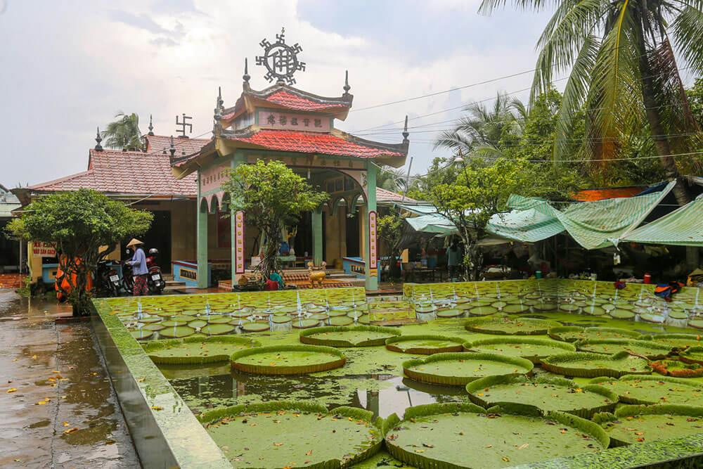 Chùa Lá Sen Đồng Tháp: Khám phá lá sen khổng lồ vô cùng kỳ lạ